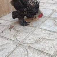 فروش خروس برهما
