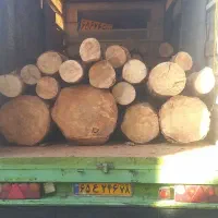برش درخت خریدار چوب|خدمات باغبانی و درختکاری|تهران, طیب|دیوار