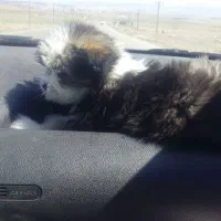 سگ شیتزو اصل