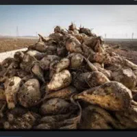 فروش چغندر قند تازع