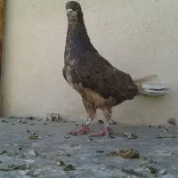 چاپی عروسک