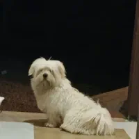 سگ پاکوتاه شتزو ترییر