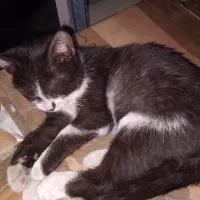 واگذاری بچه گربه ۳ ماهه