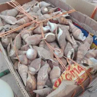 صدف کثیف دوک