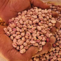 فروش لوبیا چیتی بذری