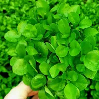 سبزه نارنج باسبد۳۰ت