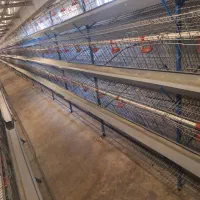 فروش قفس مرغ  در حد نو|لوازم جانبی حیوانات|قزوین, |دیوار