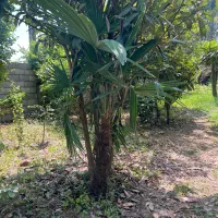 فروش درختان نخل بادبزنی محدوده رضوانشهر|گل و گیاه طبیعی|ضیابر, |دیوار