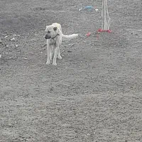 سگ گله|سگ|نمین, |دیوار