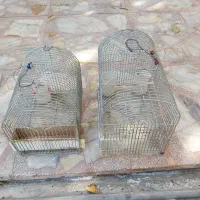 قفس|لوازم جانبی حیوانات|شیراز, پودنک|دیوار