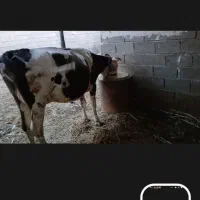 گاو سیمینتال با گوساله