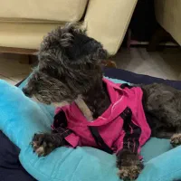 واگزاری سه عدد سگ پاپی|سگ|اصفهان, کوی امیریه|دیوار