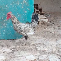 بوقلمون، خروس گردن لخت و مینیاتوری|حیوانات مزرعه|زارچ, |دیوار