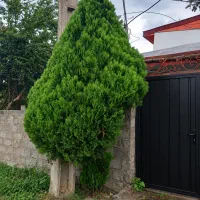 کامیس نوکدار برای قلمه گیری