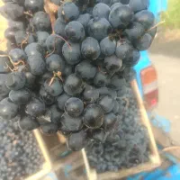 انگور دیمی شانی سردشت درجە یک