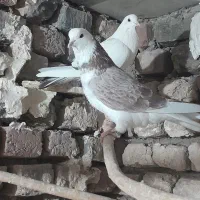 ۳تاتهرانی|پرنده|شال, |دیوار