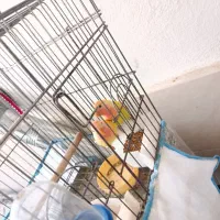 طوطی برزیلی کوتوله