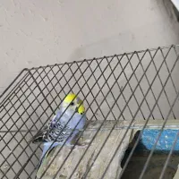 جفت مرغ عشق رینبو مولد|پرنده|بندر ماهشهر, |دیوار