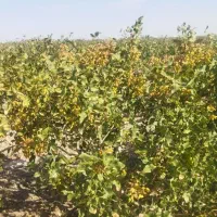 فروش زمین ۱ هکتار  فقط حبه ای 1500|فروش زمین و ملک کلنگی|مروست, |دیوار