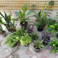 کاکلی و پرپینی|گل و گیاه طبیعی|بندر دیر, |دیوار