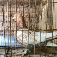 کفترماده سینه سرور ذات قدیم پامیل بزن سروهیکل دار|پرنده|شیراز, کاراندیش|دیوار