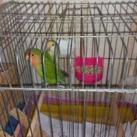 یک جفت طوطی برزیلی مولد   دهن جور جوجه پس داده
