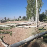 خرید درخت خریدار .چوب در باغات شما|خدمات باغبانی و درختکاری|مرند, |دیوار