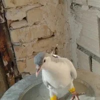 کبوتر جوجه قشنگ ساده اصلی