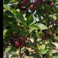 باغ ۲۰۰۰متری، با چشم انداز زیبا