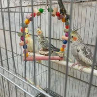 عروس هلندی گولبغالی