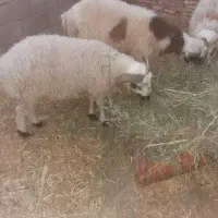 بره نر