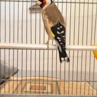 سهره مست سر توری