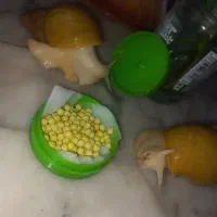 حلزون آلبینو|خزنده|قزوین, |دیوار