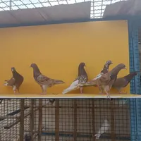 کبوتر انگلیسی|پرنده|تهران, مهرآباد جنوبی|دیوار