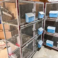 فروش قفس جفتکن