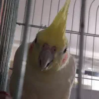 پرنده|پرنده|اهواز, کوی مهدیس|دیوار