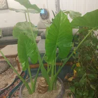 گل طبیعی باباآدم