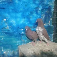 کفترمایع فقط دونه ۲۰۰هزار|پرنده|تهران, بهارستان|دیوار