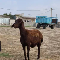 2 راس بره ماده