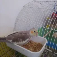 جوجه عروس هلندی