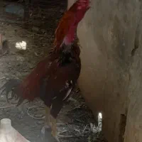 خروس دشتیاری اصل