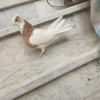 کفتر طوقی زرد|پرنده|قوچان, |دیوار