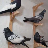 سه جفت جوجه سینه سیاه چهار پره و دو نره|پرنده|مرودشت, ابوذر شمالی|دیوار