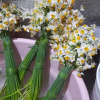 فروش گل نرگس بهبهان|گل و گیاه طبیعی|اهواز, شهرک نفت|دیوار