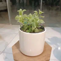 گل یخ برفی ارسال رایگان + هدیه|گل و گیاه طبیعی|مشهد, سناباد|دیوار