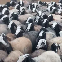 ۱۲۰ راس شیشک میش شال هیکلی درشت آبستن سنگین