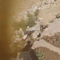حیوانات مزرعه