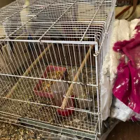 ۳تا عروس هلندی|پرنده|بندر گناوه, |دیوار