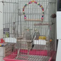 قفس پرنده|لوازم جانبی حیوانات|اندیشه, اندیشه فاز ۵|دیوار