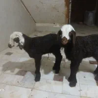 بره شیری خالص افشار|حیوانات مزرعه|قم, قلعه کامکار|دیوار